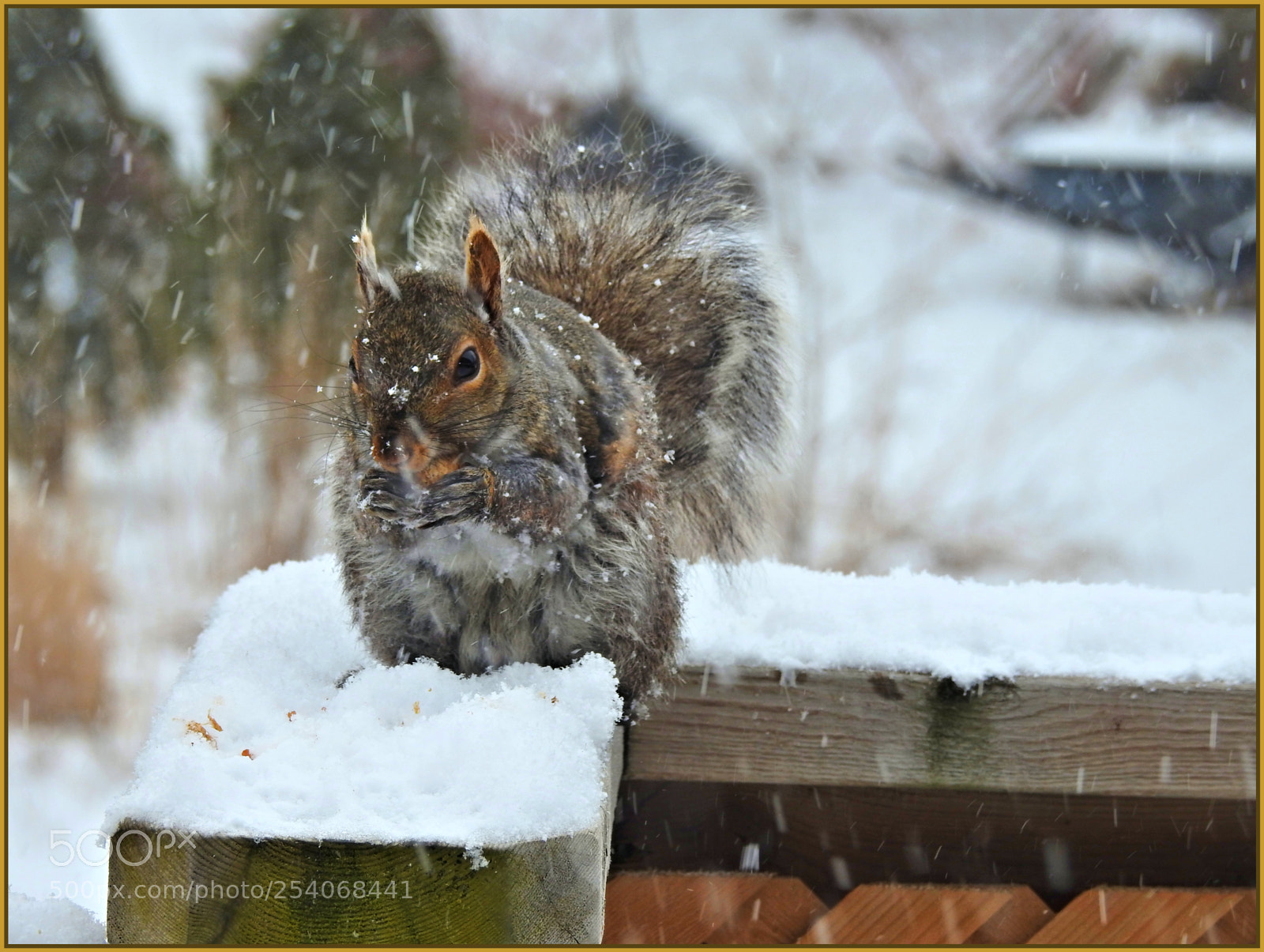 Nikon Coolpix P900 sample photo. Snowy day squirrel photography