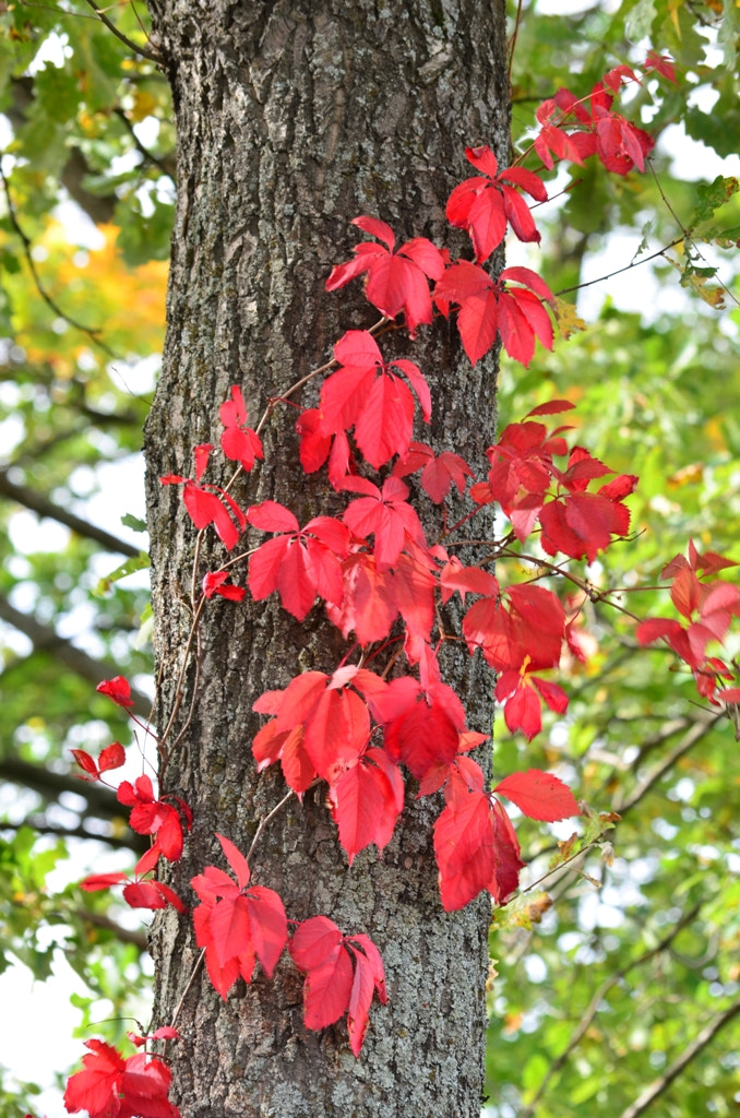 Nikon D5100 sample photo