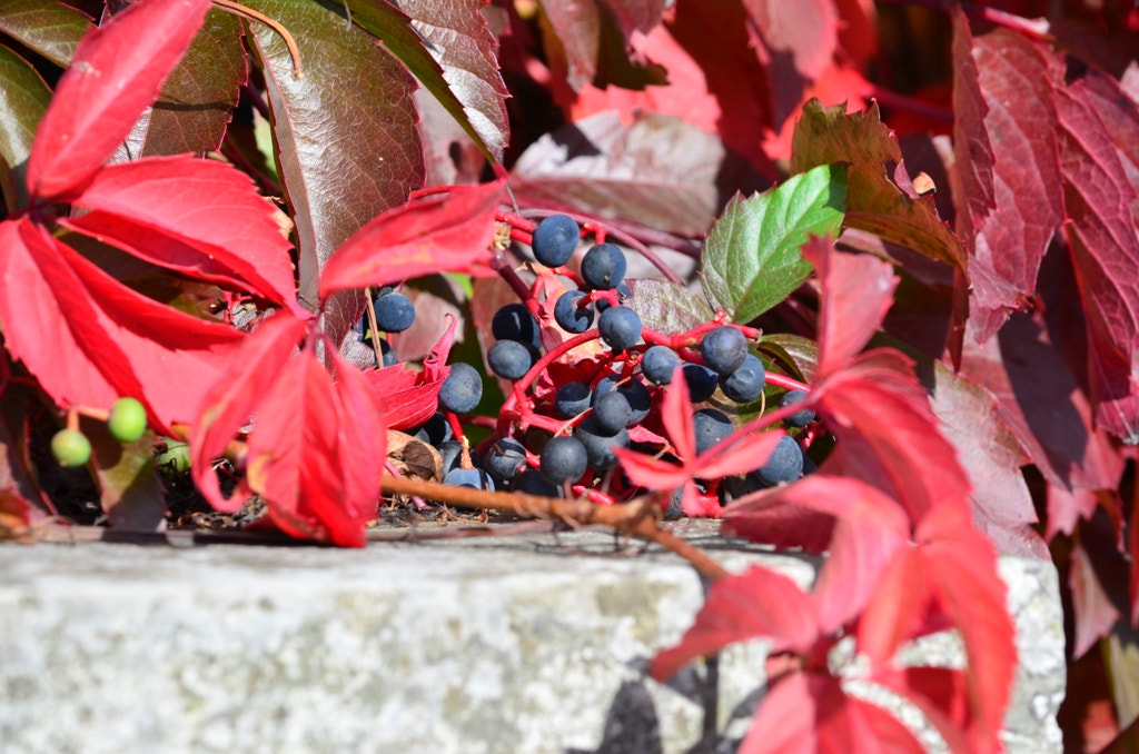 Nikon D5100 sample photo