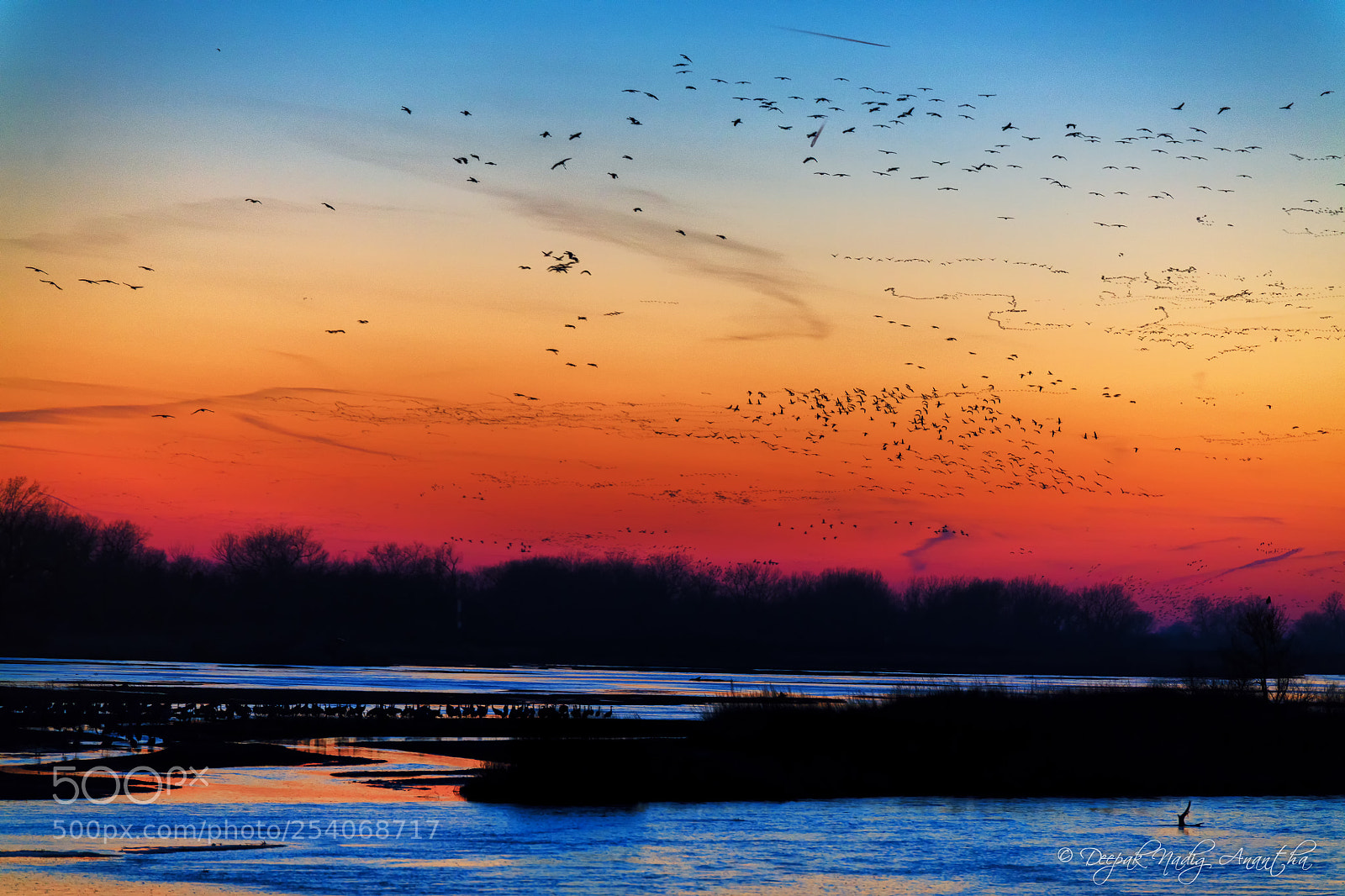 Canon EOS 5DS sample photo. A thousand cranes photography