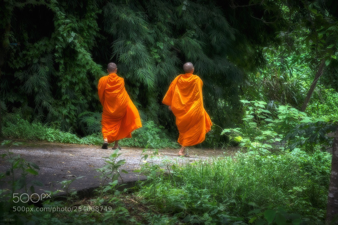 Nikon D800 sample photo. Monjes. tahilandia photography