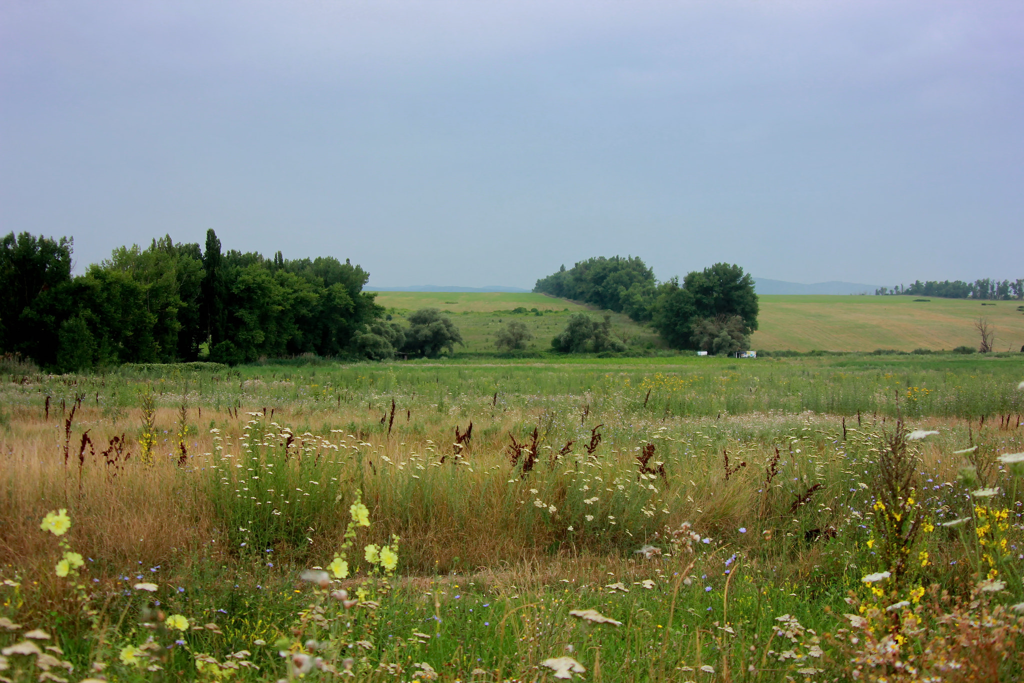 Canon EOS 550D (EOS Rebel T2i / EOS Kiss X4) sample photo. Summer field photography