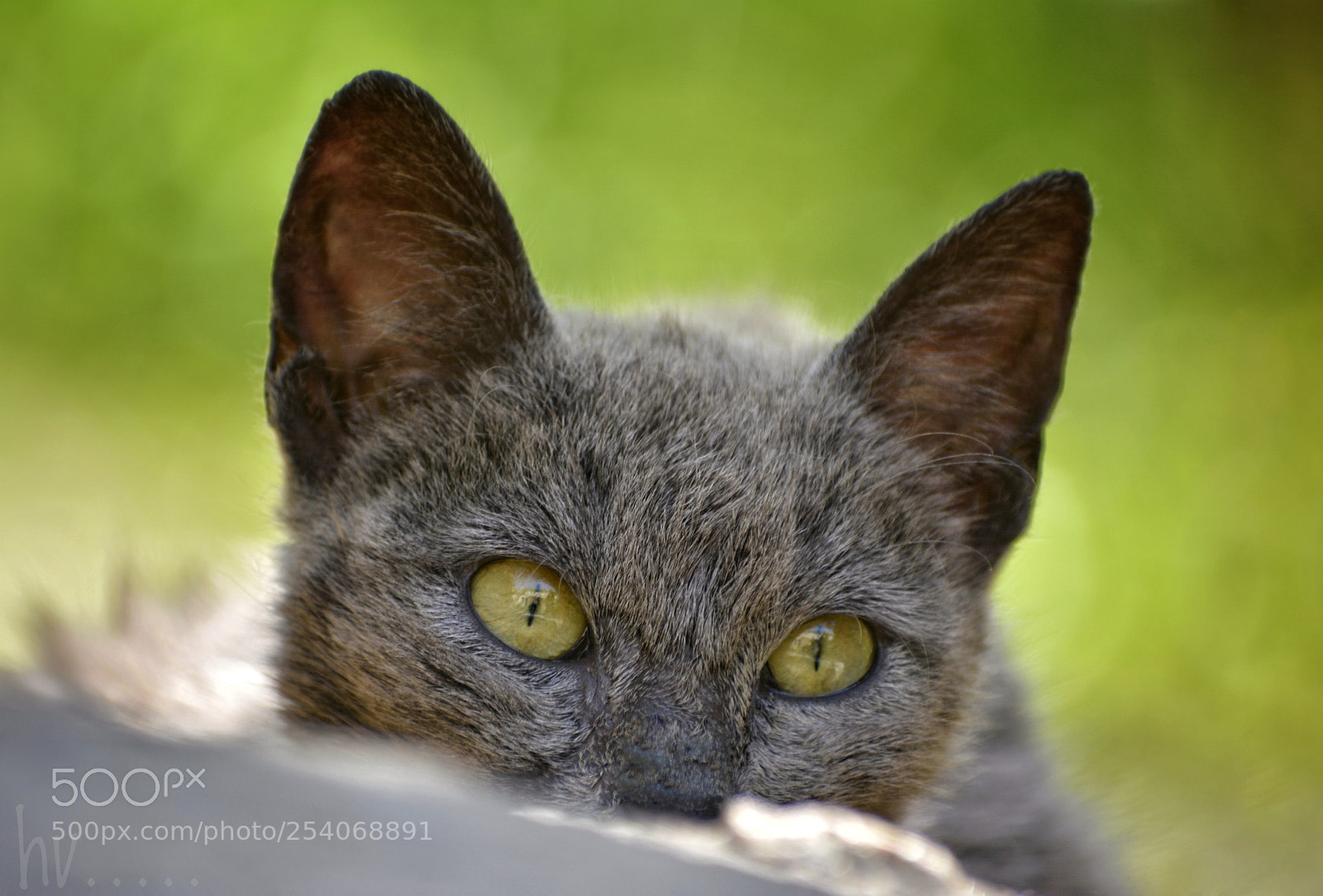 Nikon D7100 sample photo. Beware photography