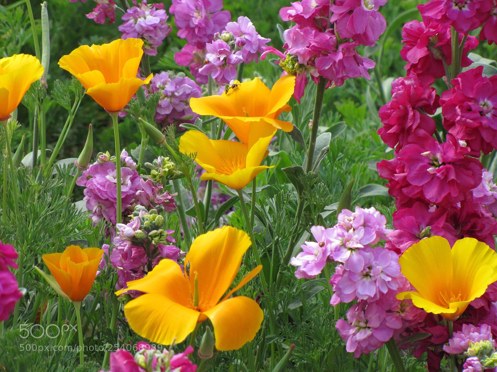 Canon PowerShot SX20 IS sample photo. Flower garden photography