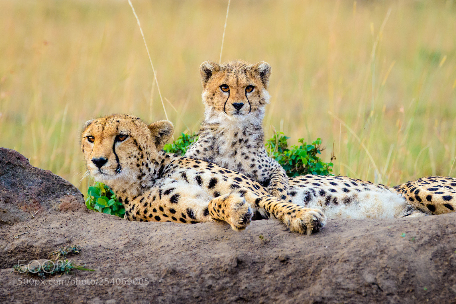 Nikon D800 sample photo. Amani and cub photography