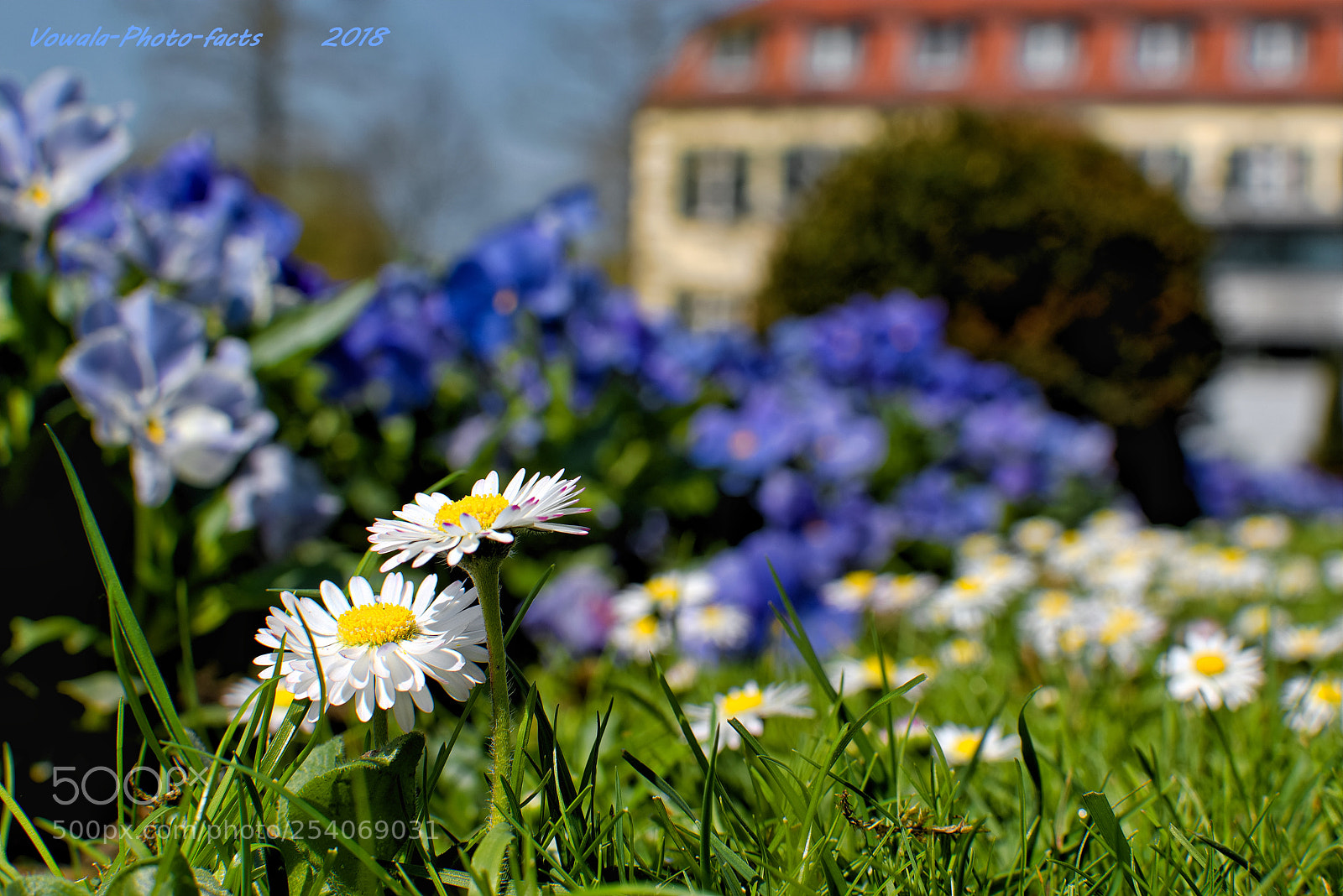 Nikon D5500 sample photo. Gardenflowers photography