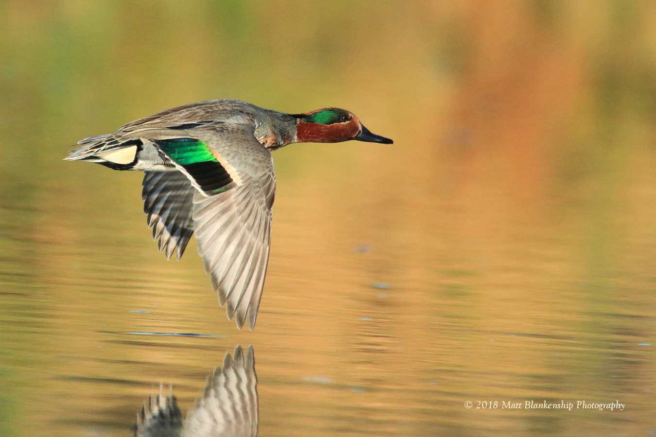 Canon EOS 70D + Sigma 150-500mm F5-6.3 DG OS HSM sample photo. Green-winged teal flying away. photography