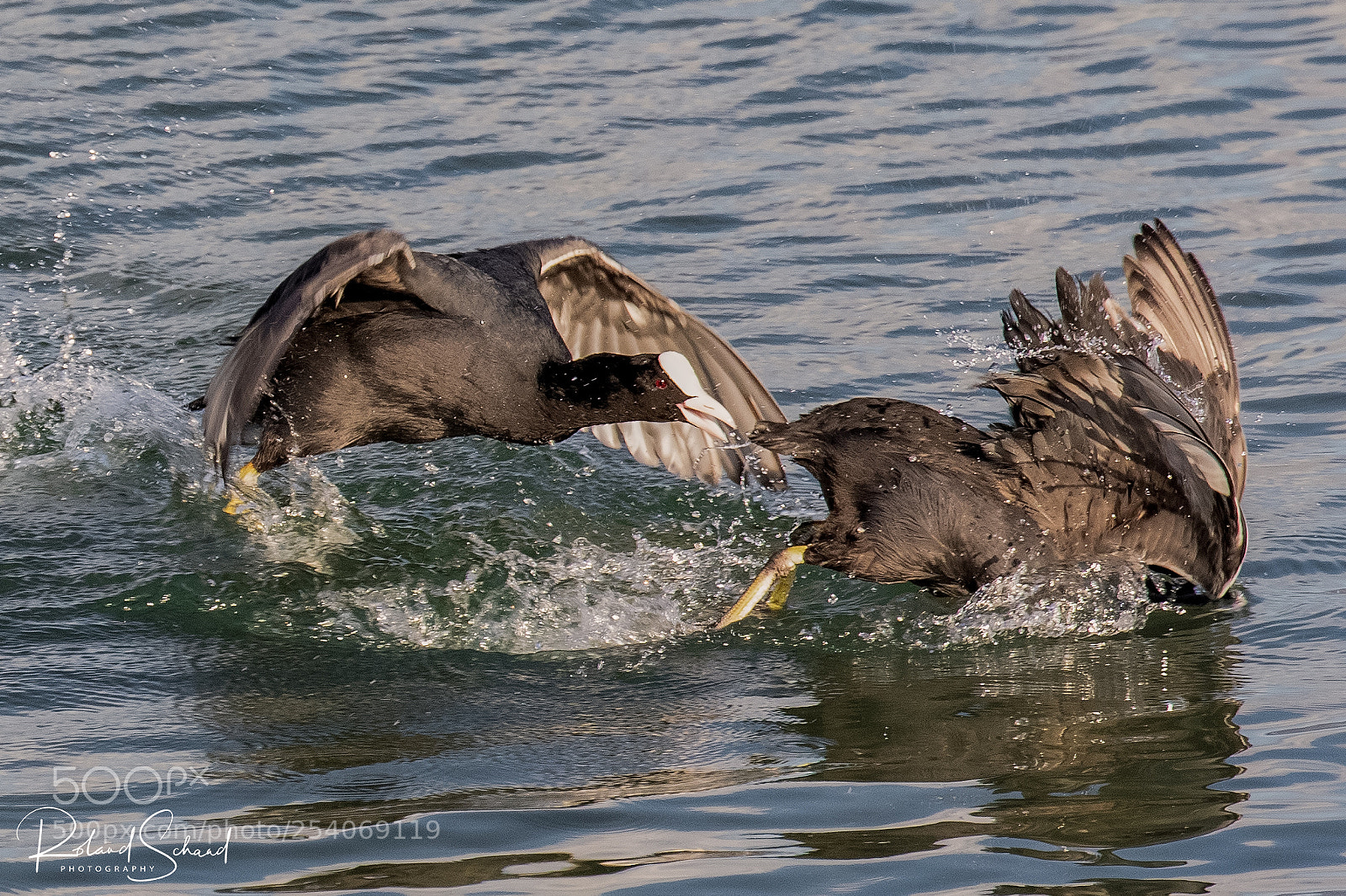 Canon EOS 7D Mark II sample photo. Coots in action photography