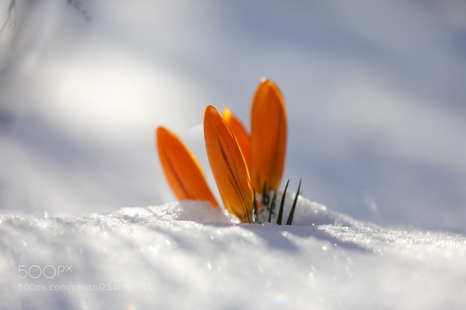 Canon EOS 5D Mark IV sample photo. Crocuses in the snow photography