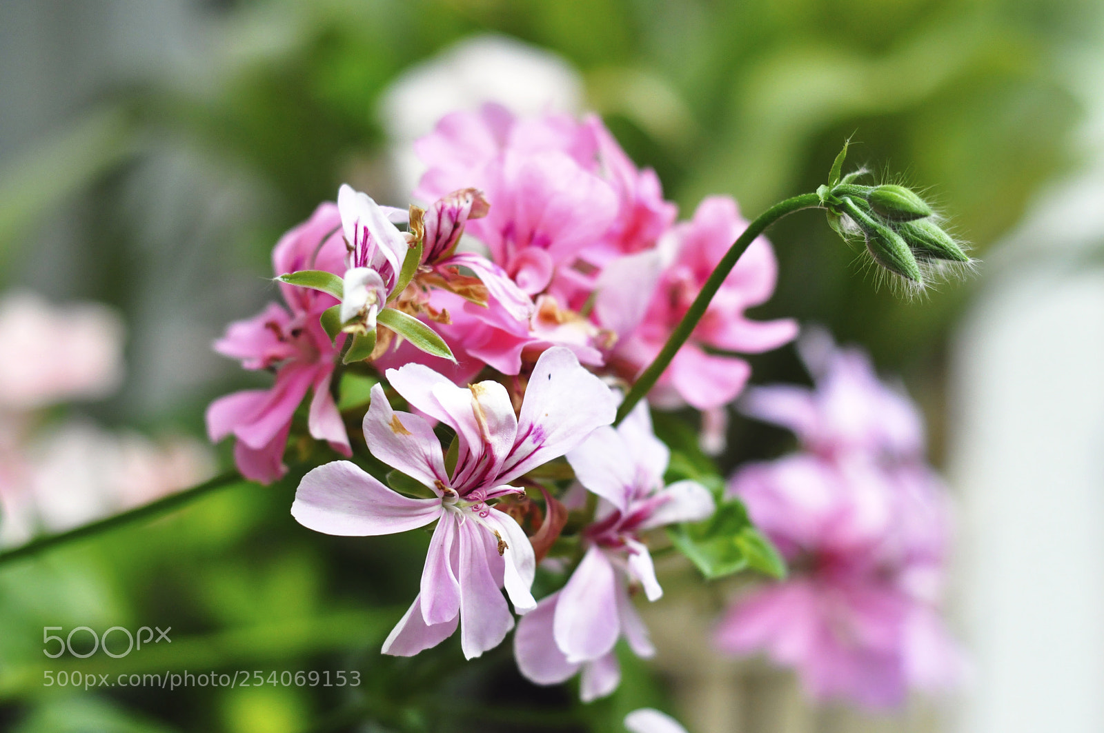 Nikon D90 sample photo. Flower photography
