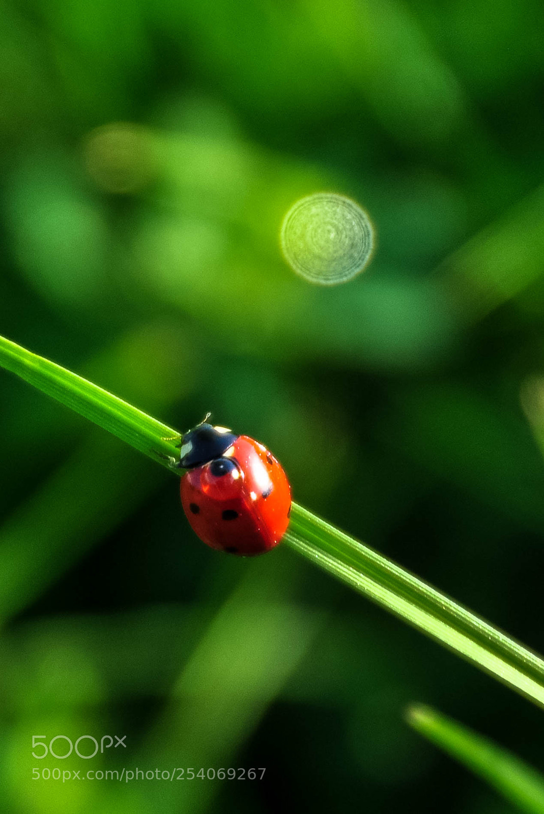 Nikon D90 sample photo. Ladybug 2 photography