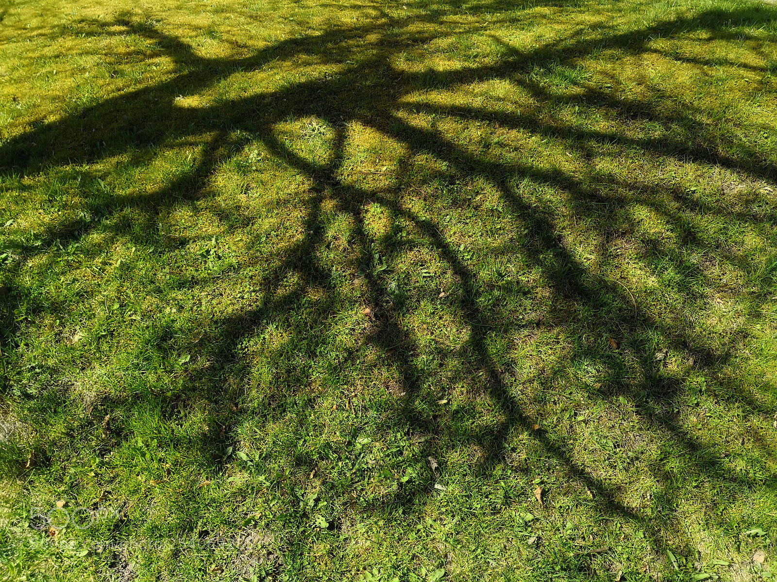 HUAWEI Mate 10 Pro sample photo. Shadow of life photography