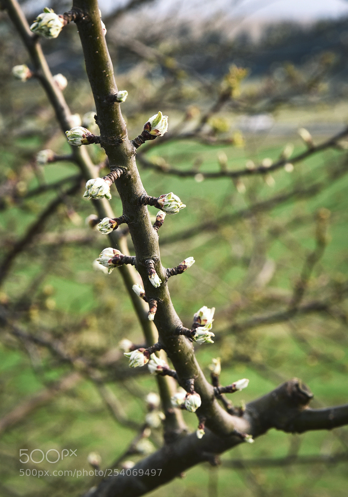 Nikon D5500 sample photo. Buds on a tree photography