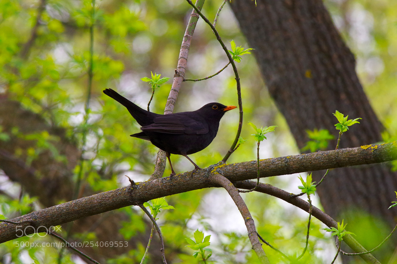 Pentax K-3 sample photo. Дрізд чо́рний, black throat (turdus meru photography