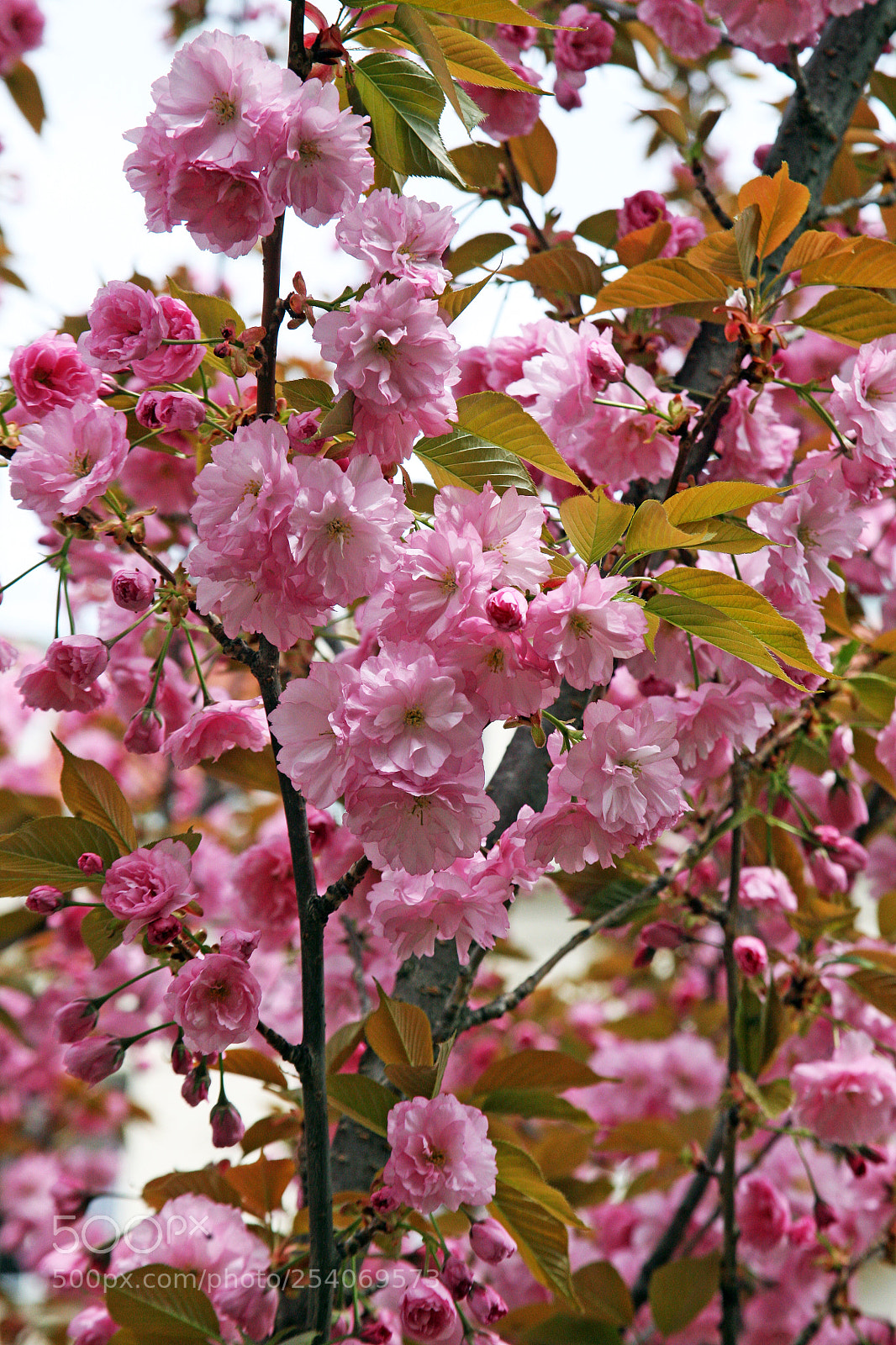 Canon EOS 5D sample photo. Early spring plants in photography