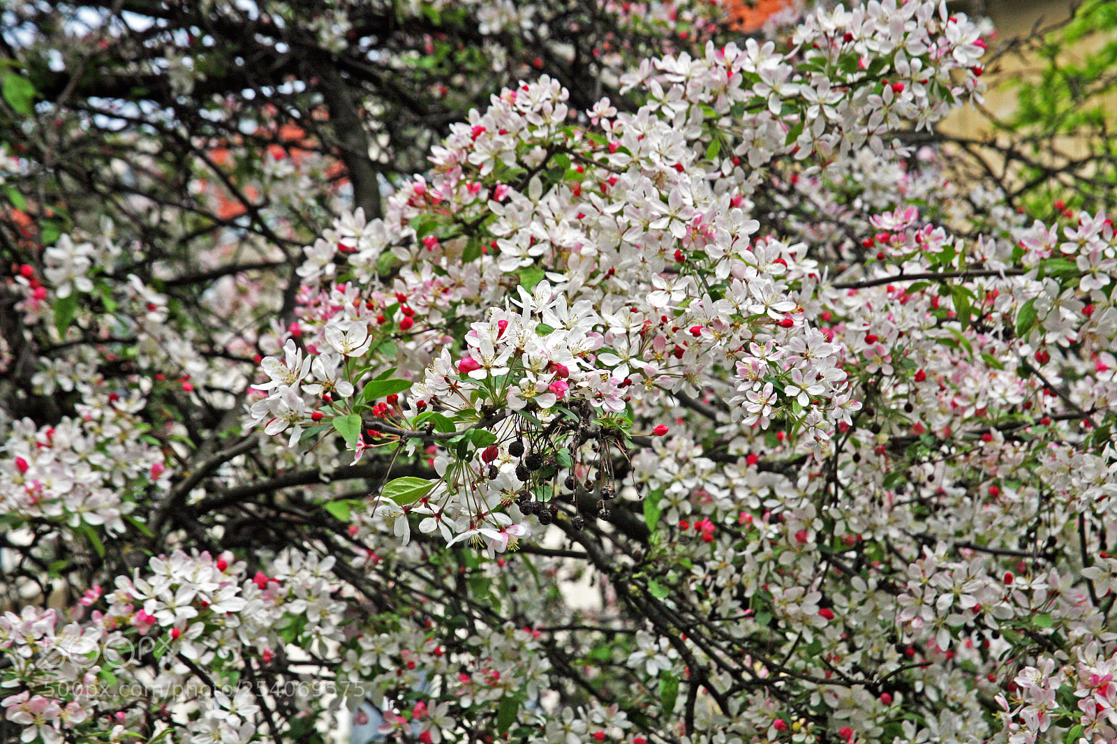 Canon EOS 5D sample photo. Early spring plants in photography