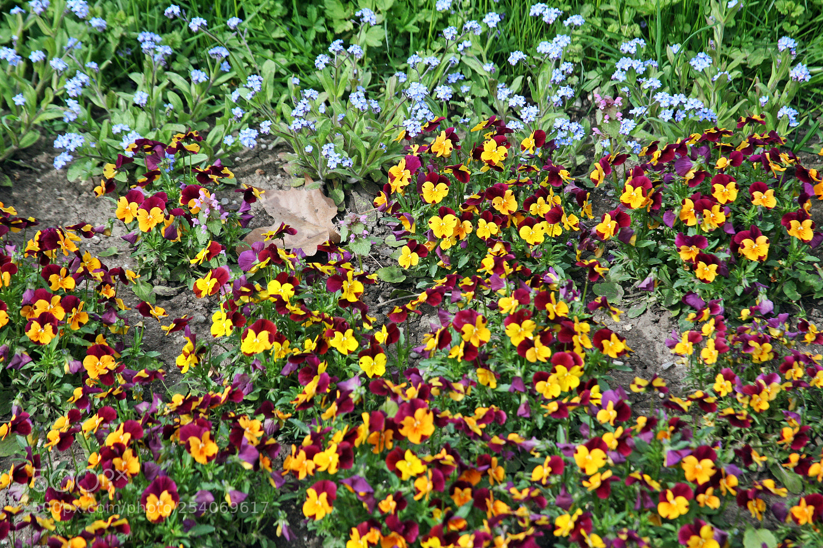 Canon EOS 5D sample photo. Early spring plants in photography