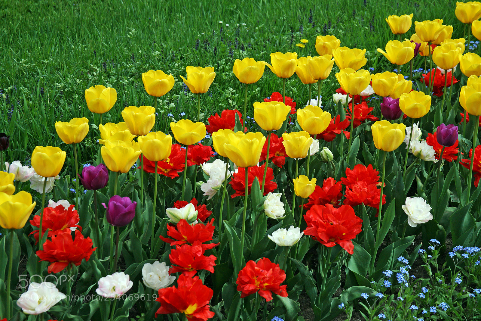 Canon EOS 5D sample photo. Early spring plants in photography