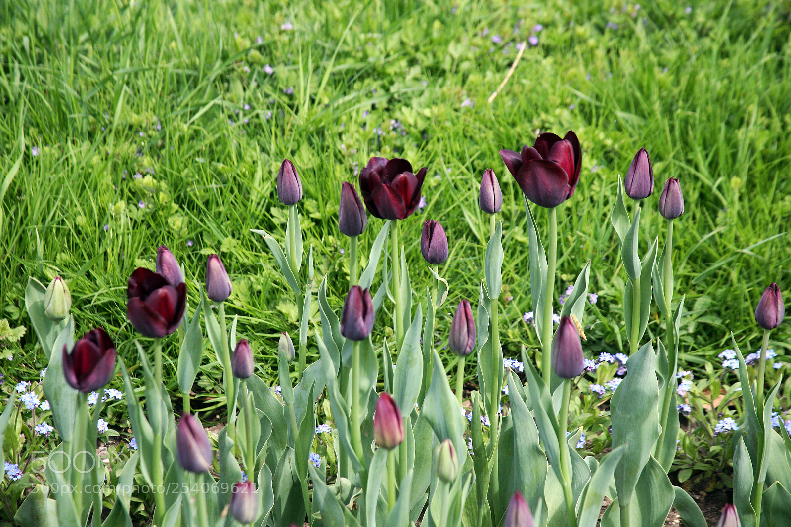 Canon EOS 5D sample photo. Early spring plants in photography