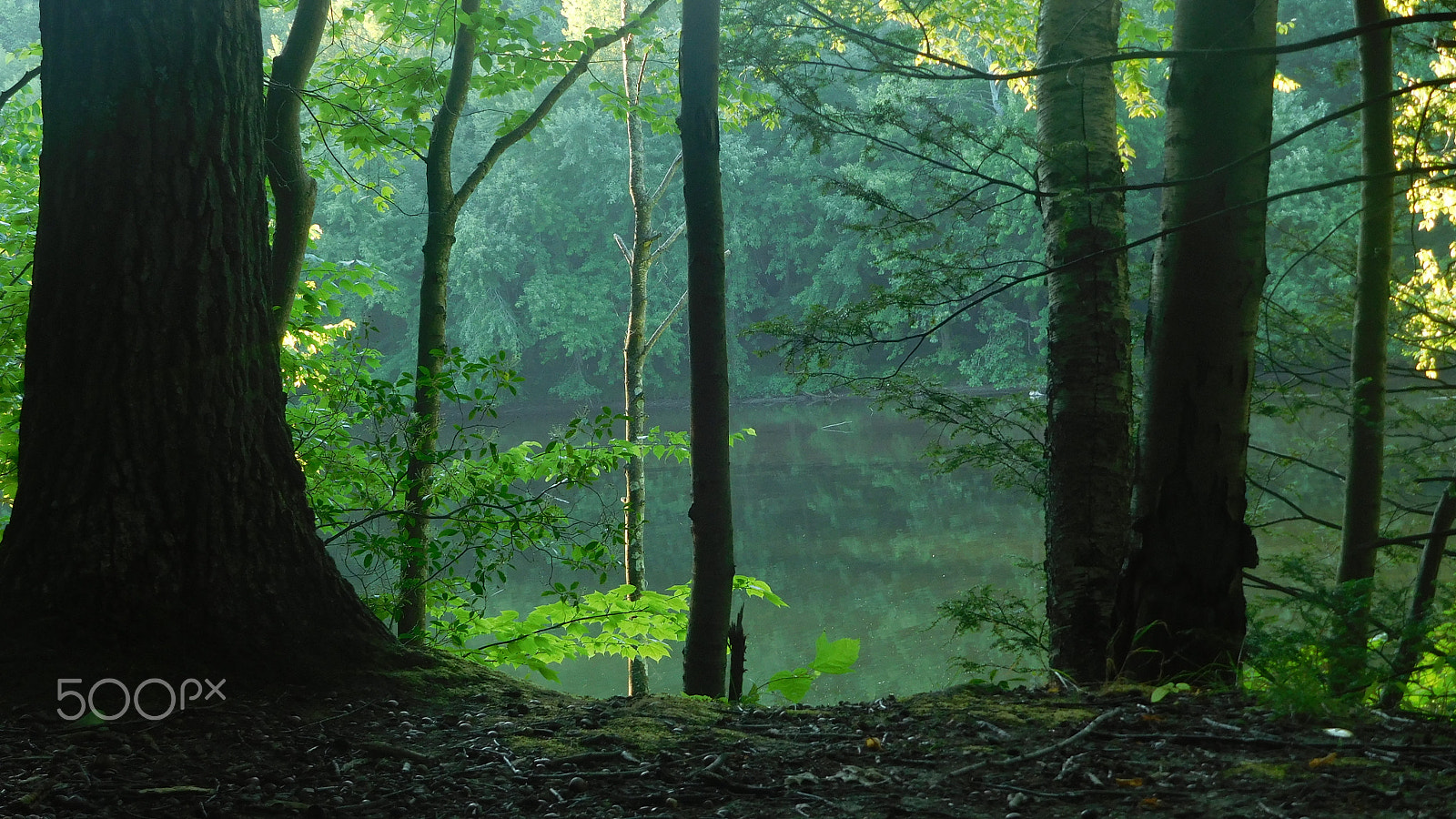 Nikon Coolpix S7000 sample photo. Lakeside forest photography