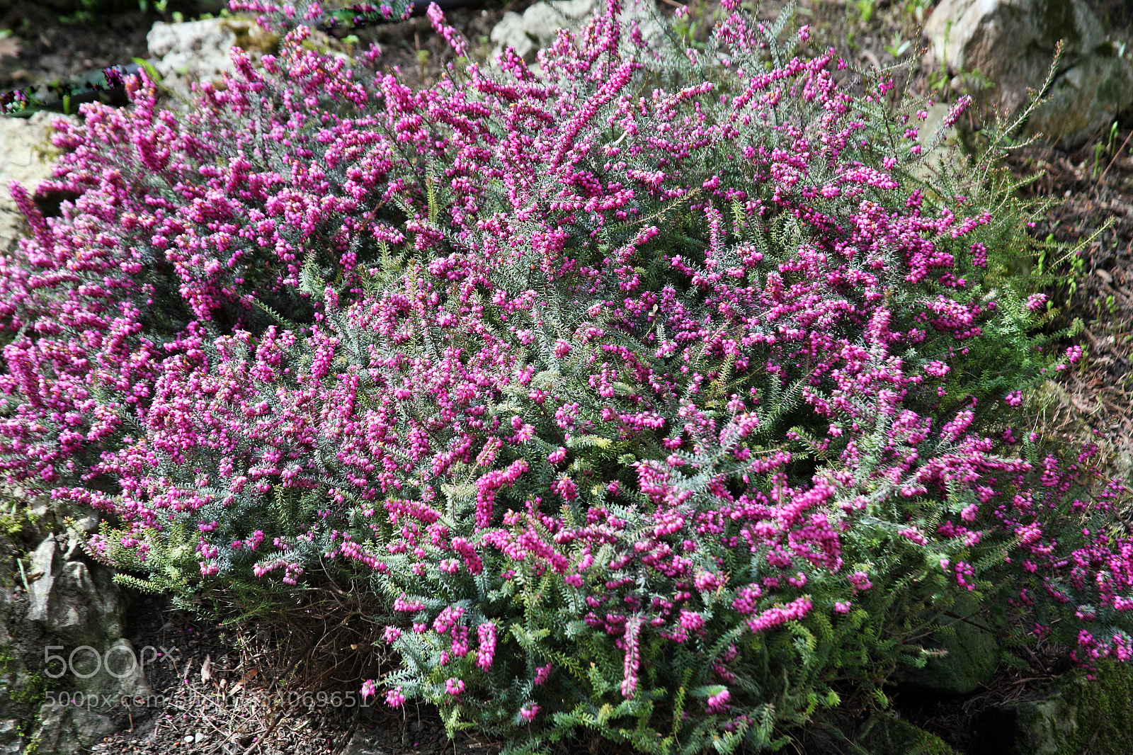 Canon EOS 5D sample photo. Early spring plants in photography