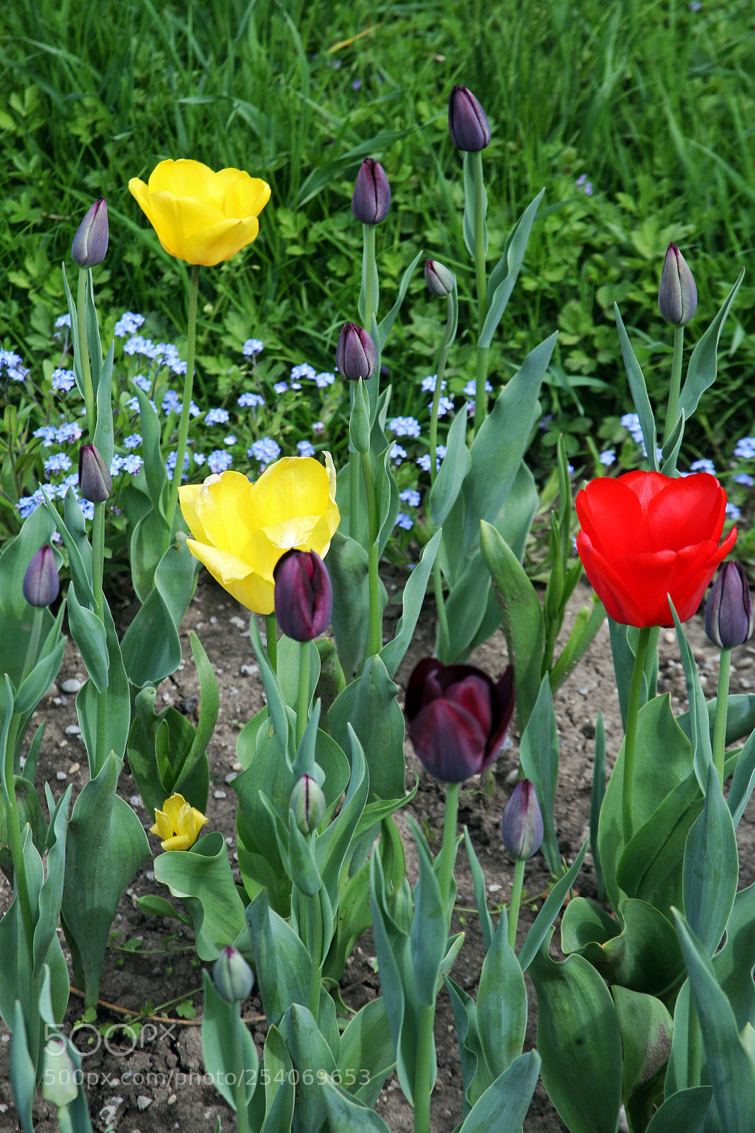 Canon EOS 5D sample photo. Early spring plants in photography