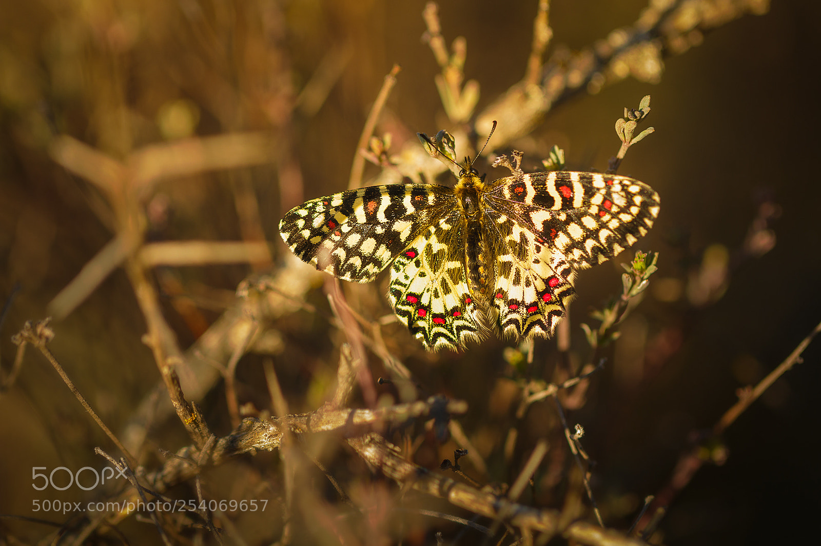 Canon EOS 70D sample photo. Mariposa arlequ n zerynthia photography
