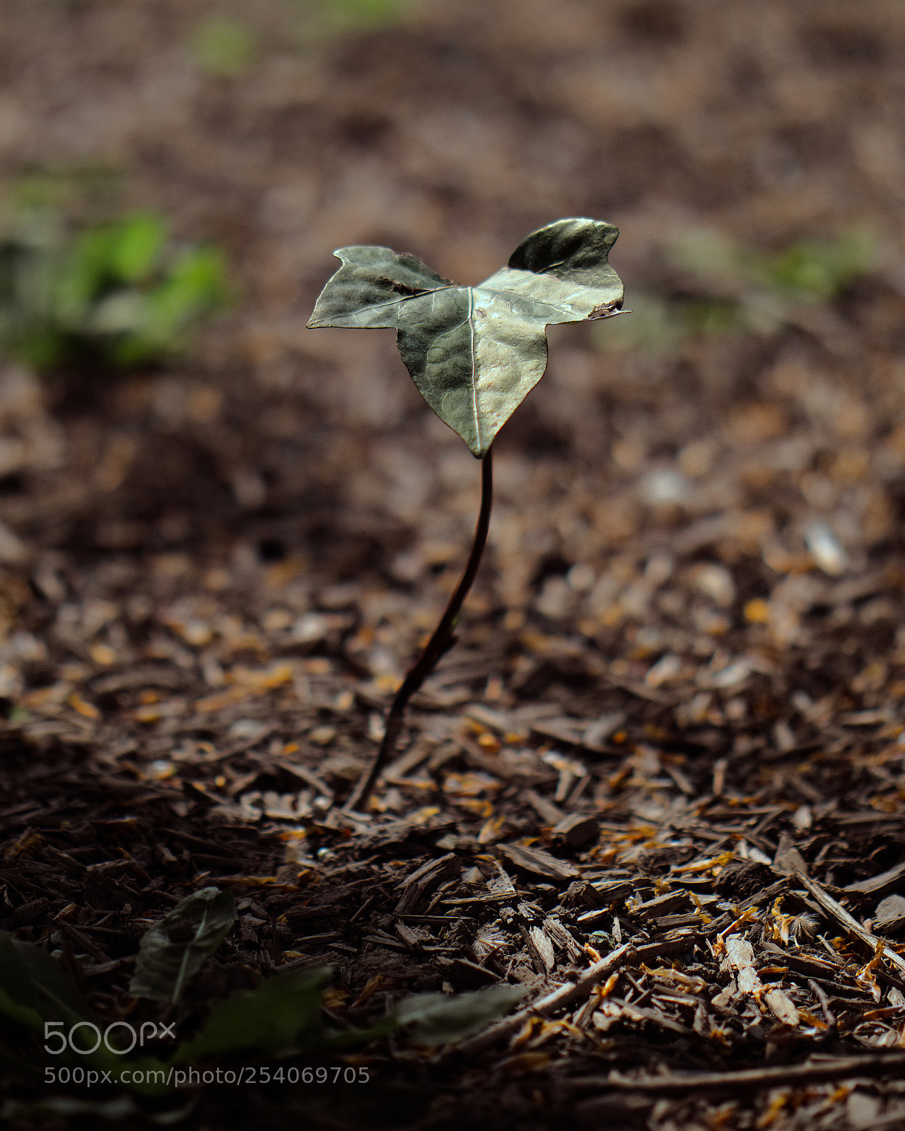 Panasonic Lumix DC-GH5 sample photo. Bébé arbre photography