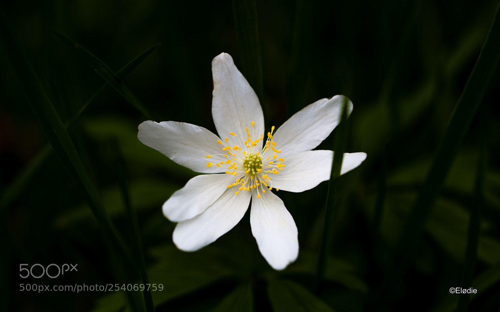 Canon EOS 5D Mark II sample photo. Dans le vert photography