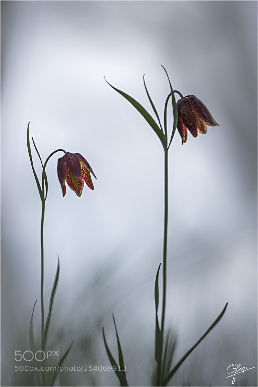 Nikon D610 sample photo. Fritillaria montana photography