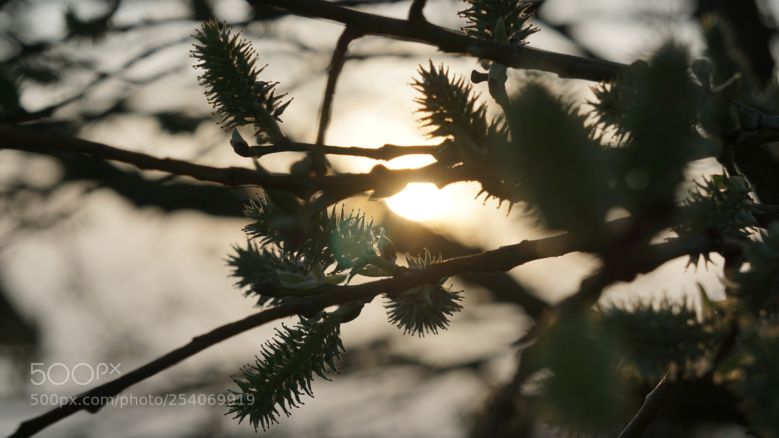 Sony a6000 sample photo. Willowtree in the sun photography
