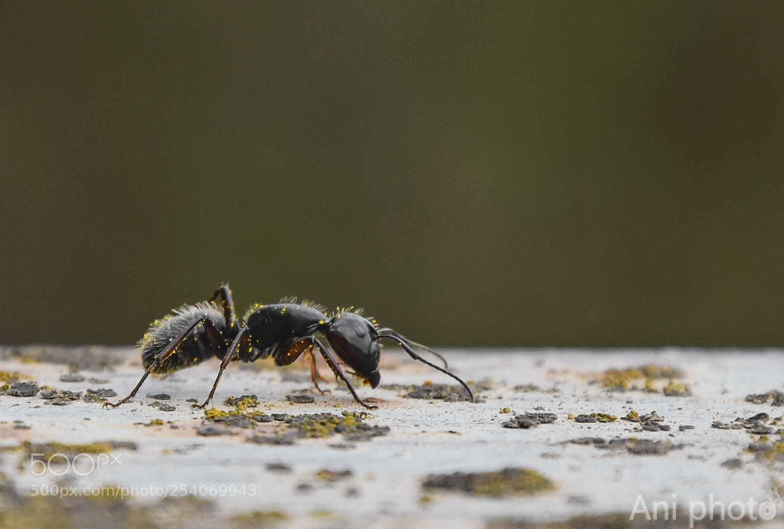 Nikon D5300 sample photo. Ant photography