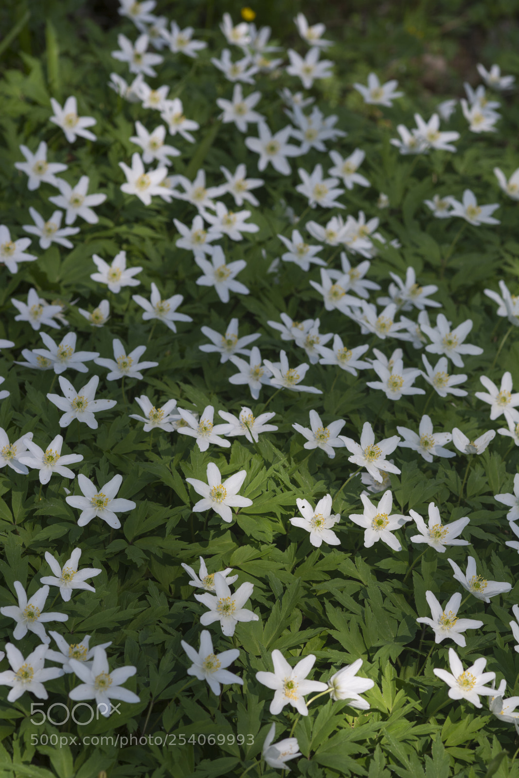 Nikon D7100 sample photo. Anemone nemorosa photography