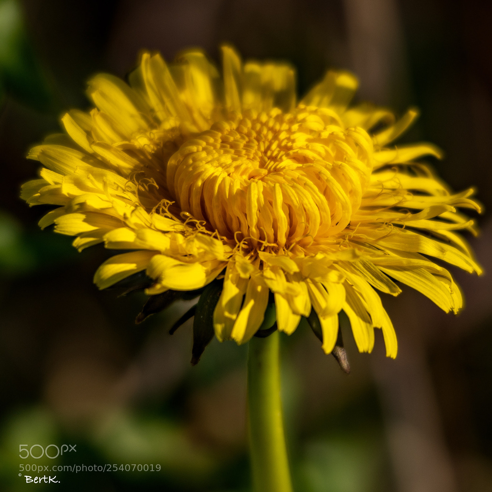 Nikon D500 sample photo. Sunshine  photography