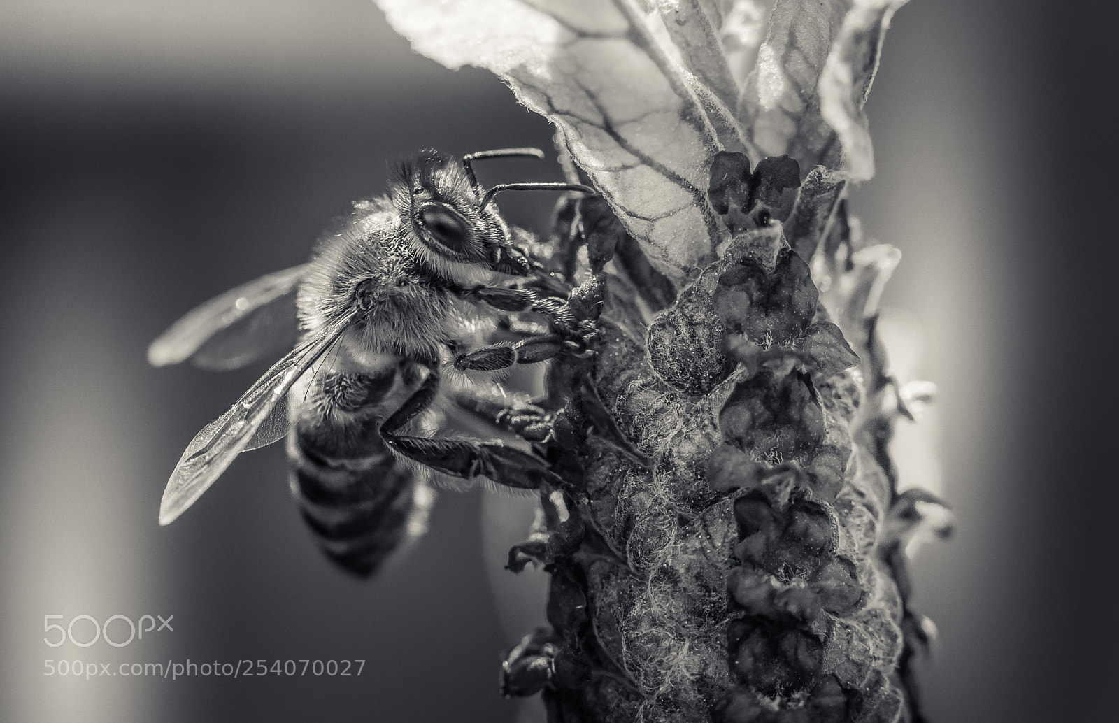 Nikon D850 sample photo. Untitled photography