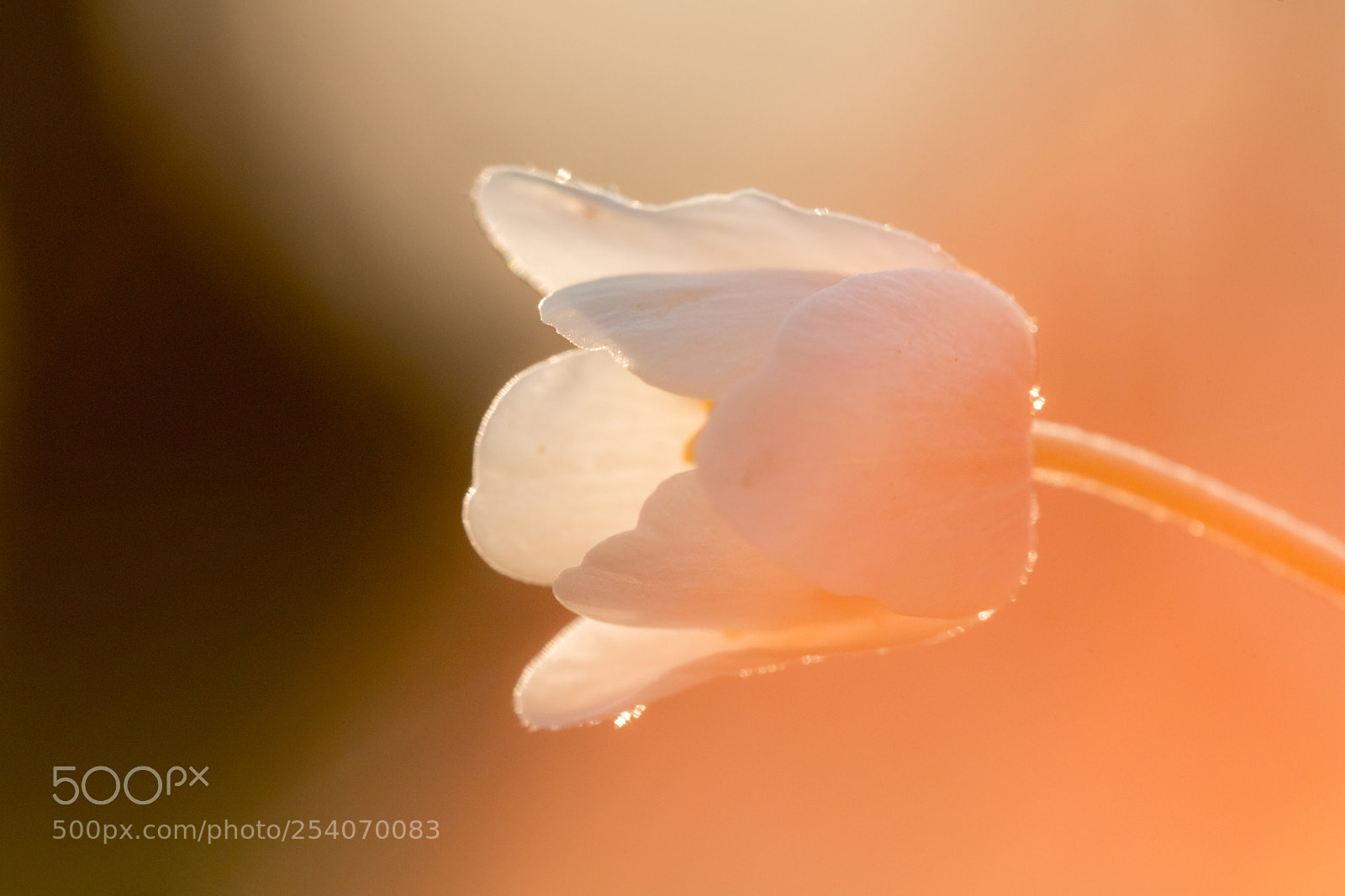 Canon EOS 70D sample photo. Evening anemone photography