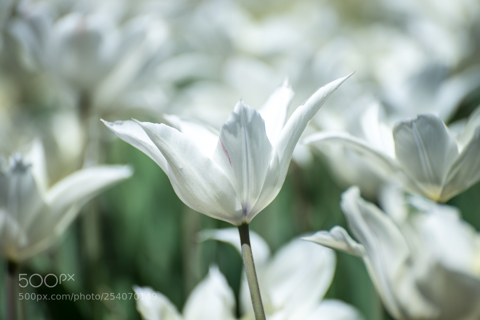 Nikon D610 sample photo. Colors of spring:white photography