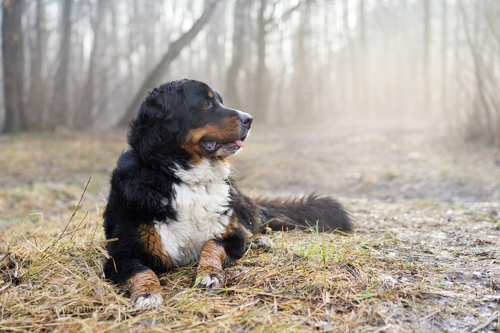 Sony a7 II sample photo. Early spring dog portrait photography