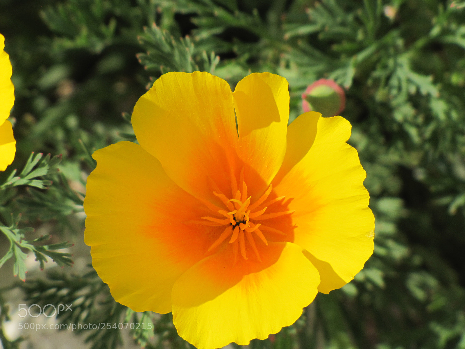 Canon PowerShot SX20 IS sample photo. Beautiful flower photography
