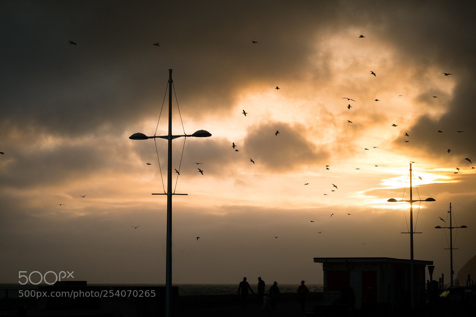 Fujifilm X-Pro2 sample photo. Seagulls at sunset photography