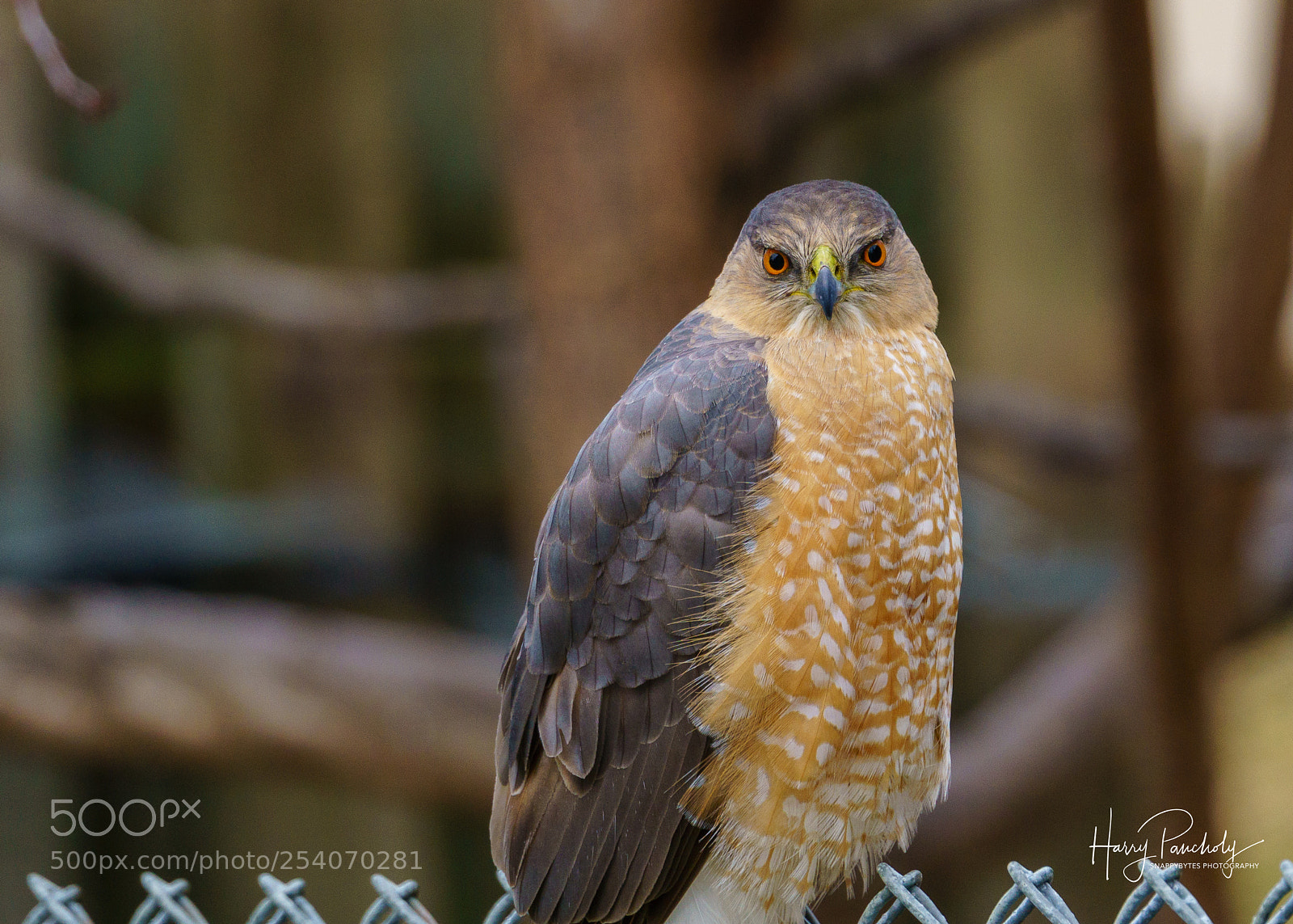 Sony a6000 sample photo. Eagle photography