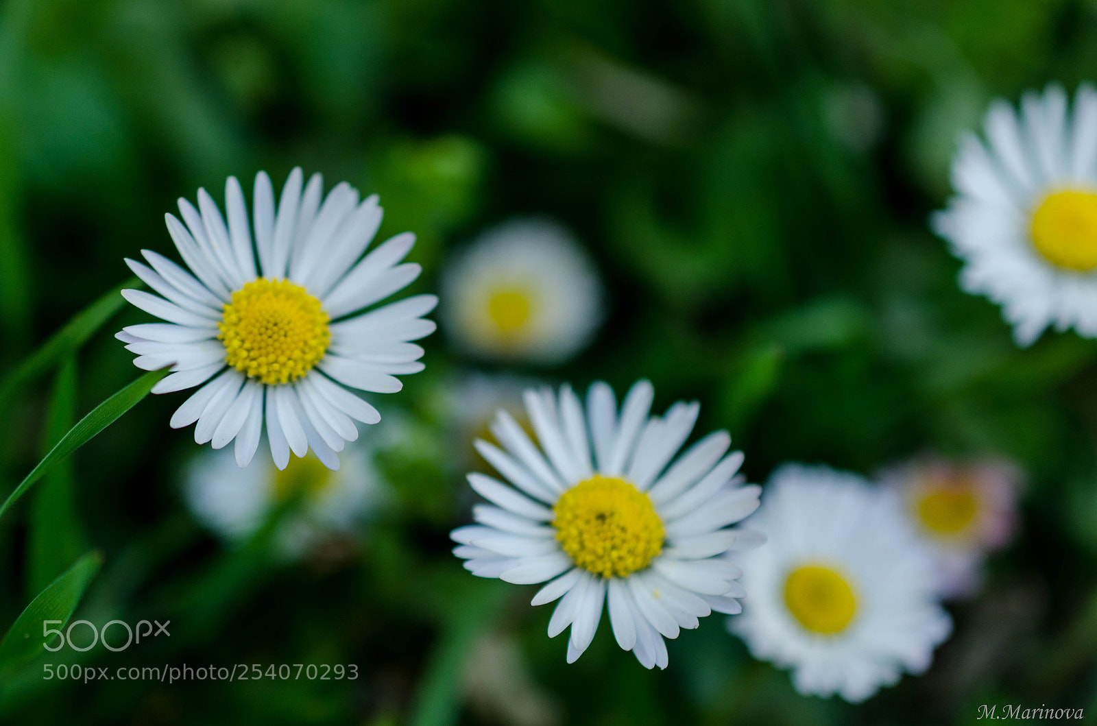 Nikon D7000 sample photo. Mmp photography