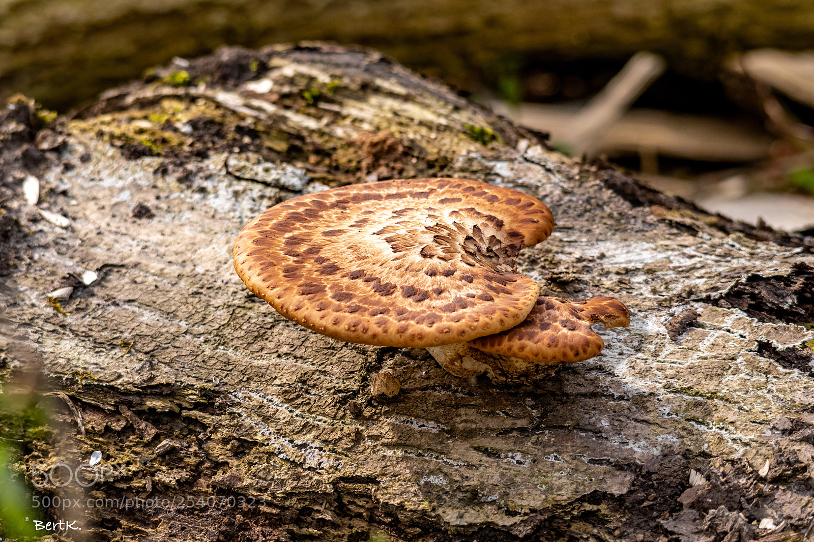 Nikon D500 sample photo. Mushroom  photography