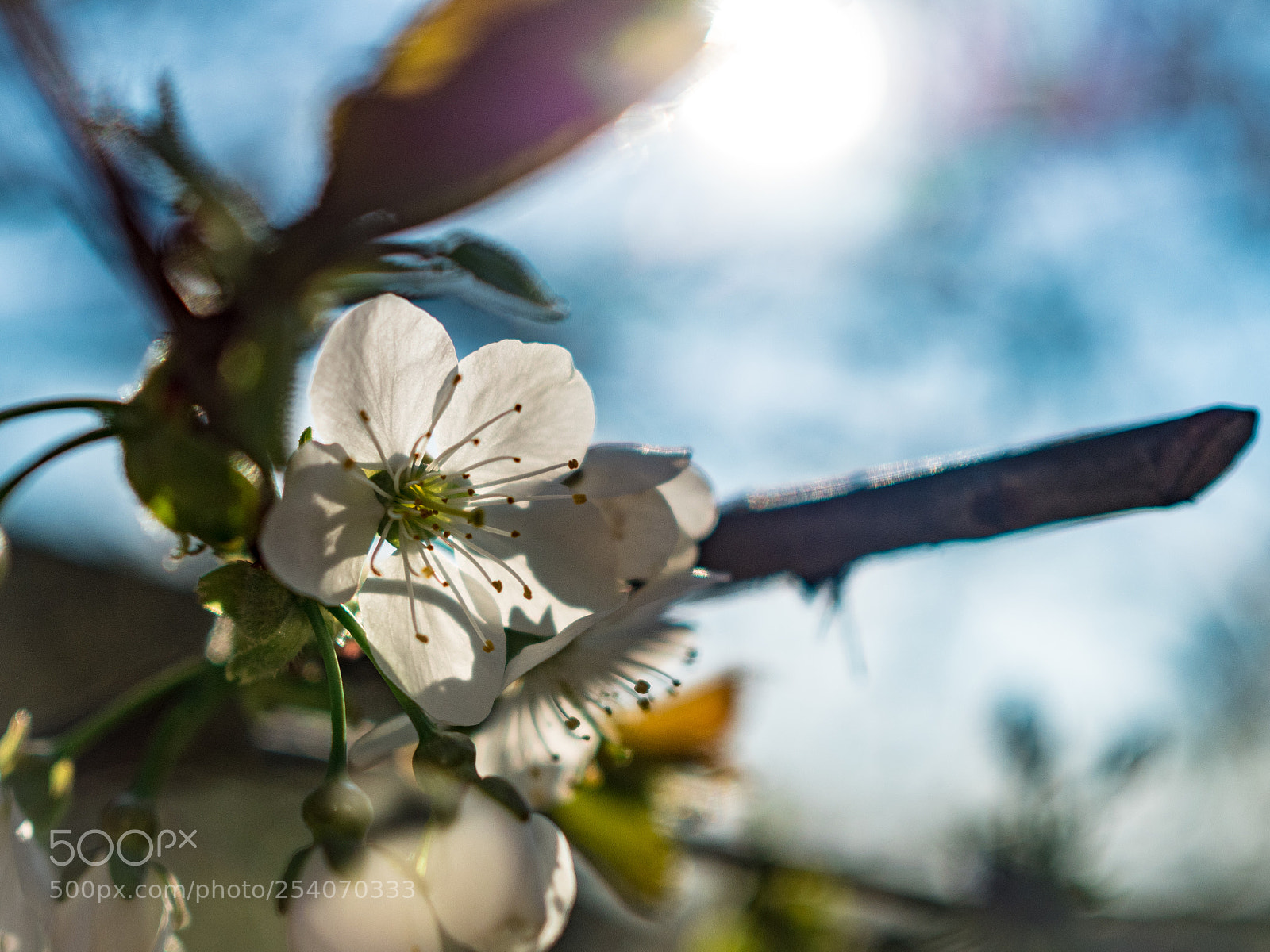 Olympus OM-D E-M5 II sample photo. Excited about spring photography