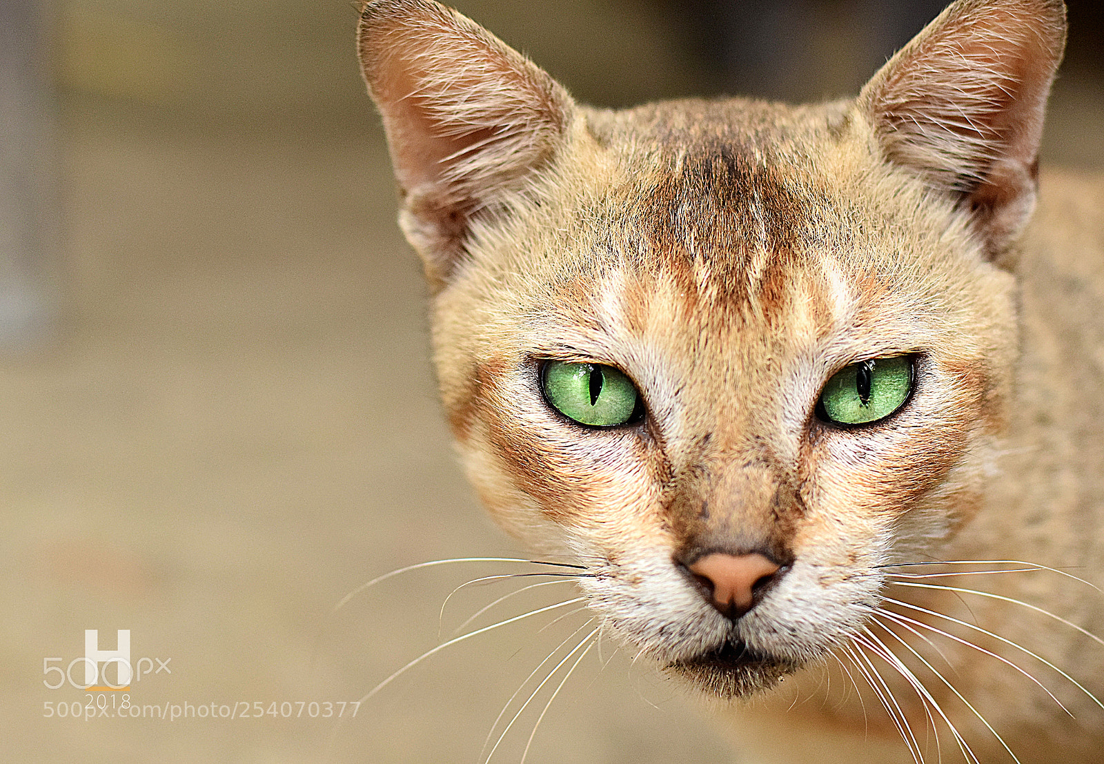 Nikon D5300 sample photo. The cat photography