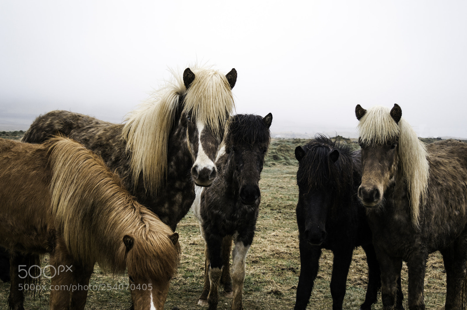 Nikon D3200 sample photo. Icelandic horses photography