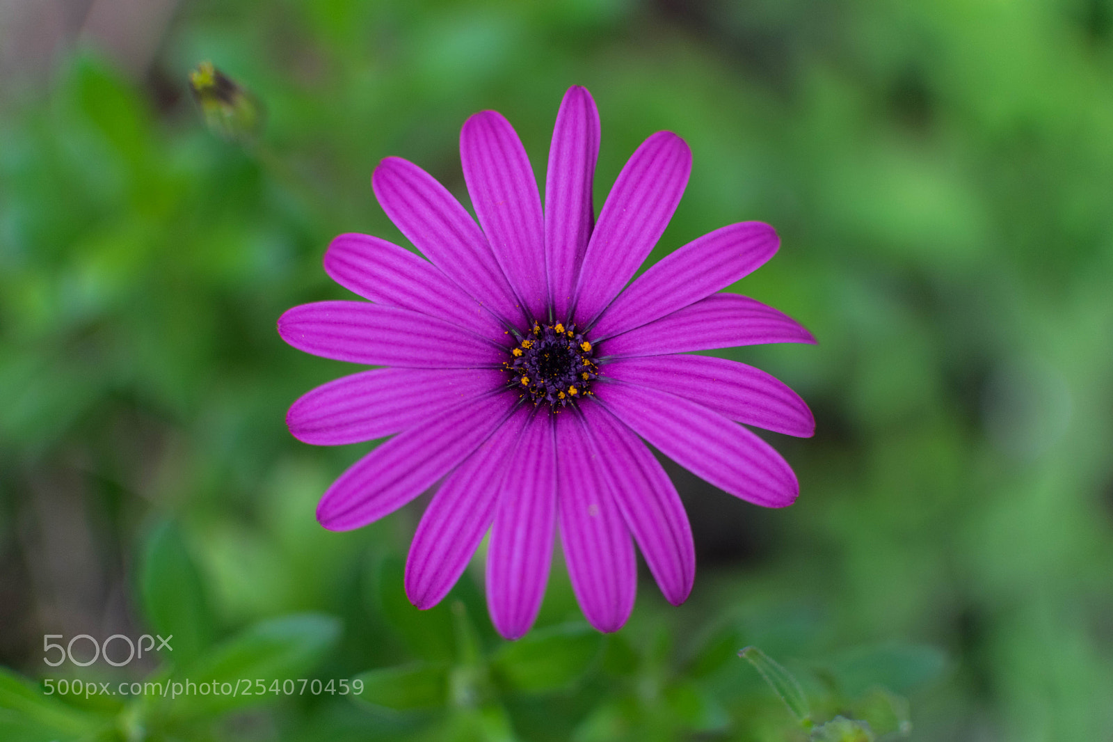 Nikon D5300 sample photo. Beautifully alone photography