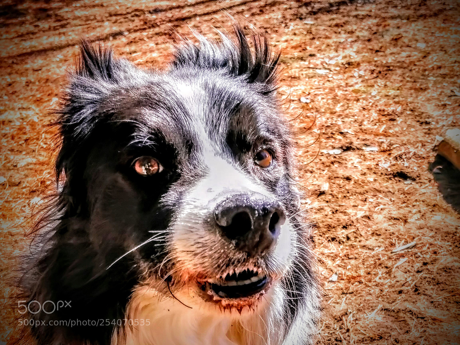 OnePlus 5T sample photo. Portrait of an 11 photography