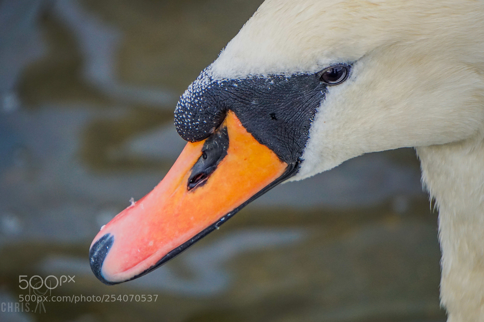 Sony a6000 sample photo. Swan face photography