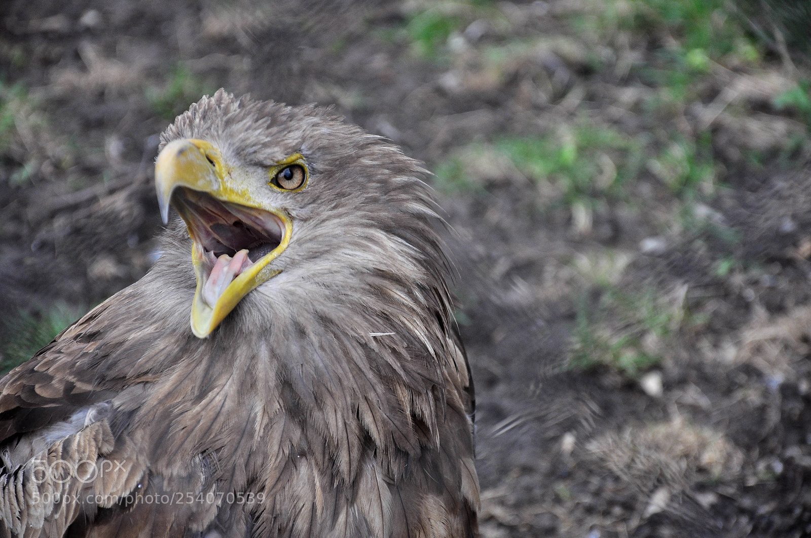 Nikon D90 sample photo. Mighty eagle photography